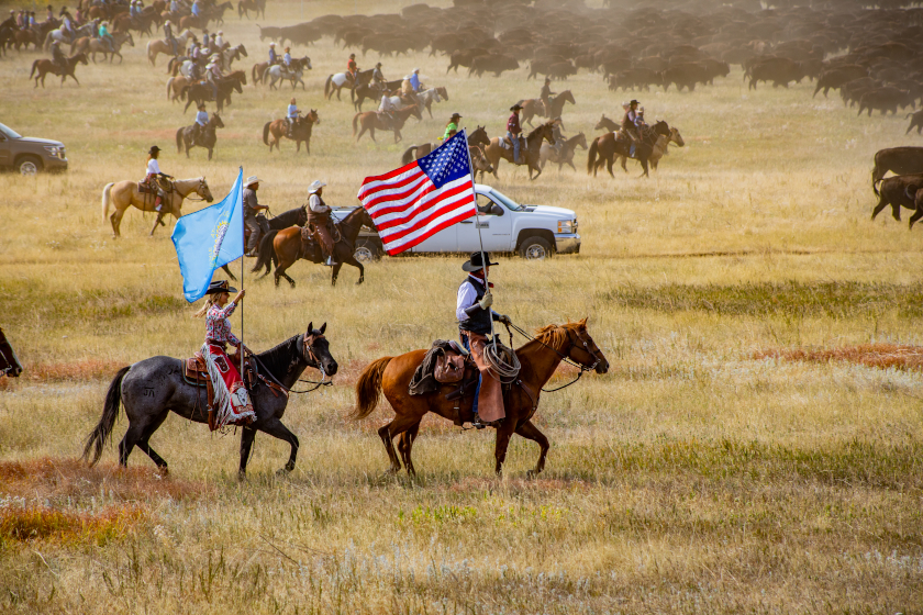 Custer State Park Roundup